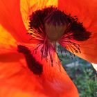 Mohn