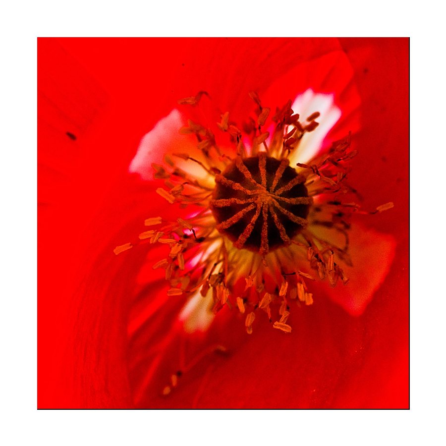 Mohn