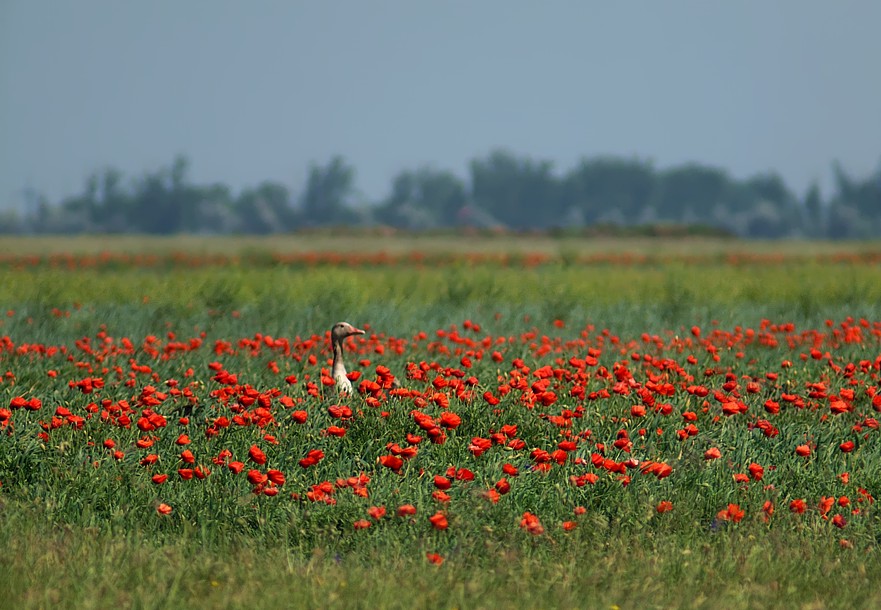 mohn