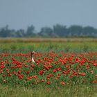 mohn