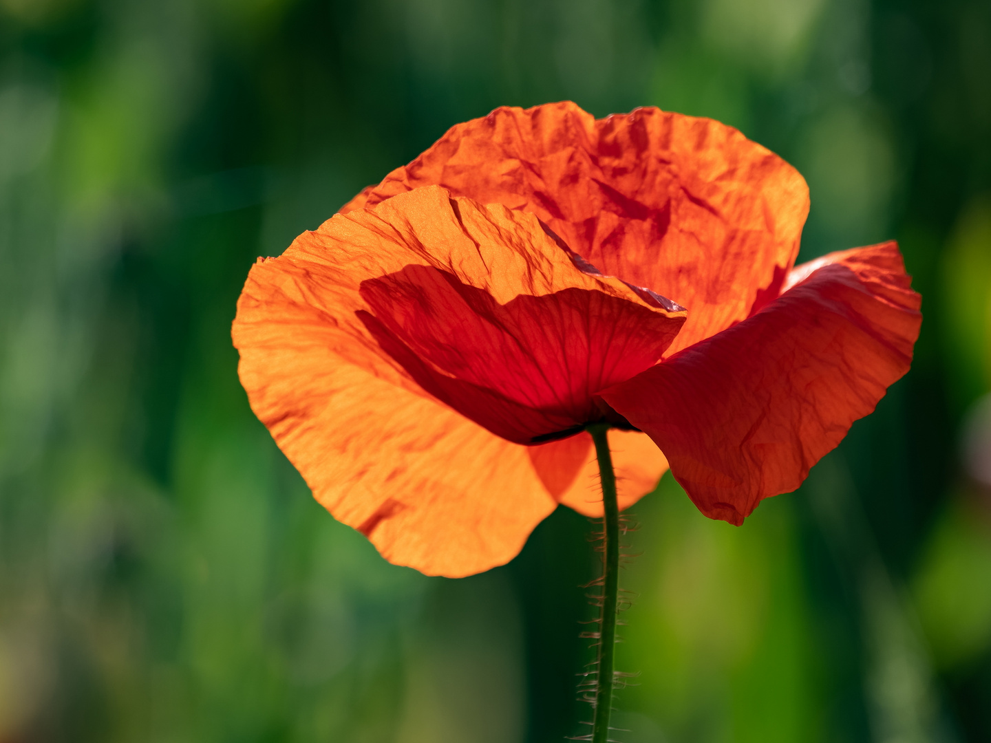 Mohn