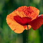 Mohn