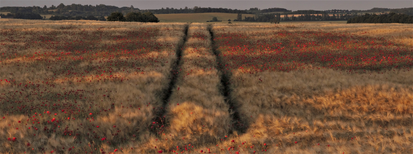 Mohn