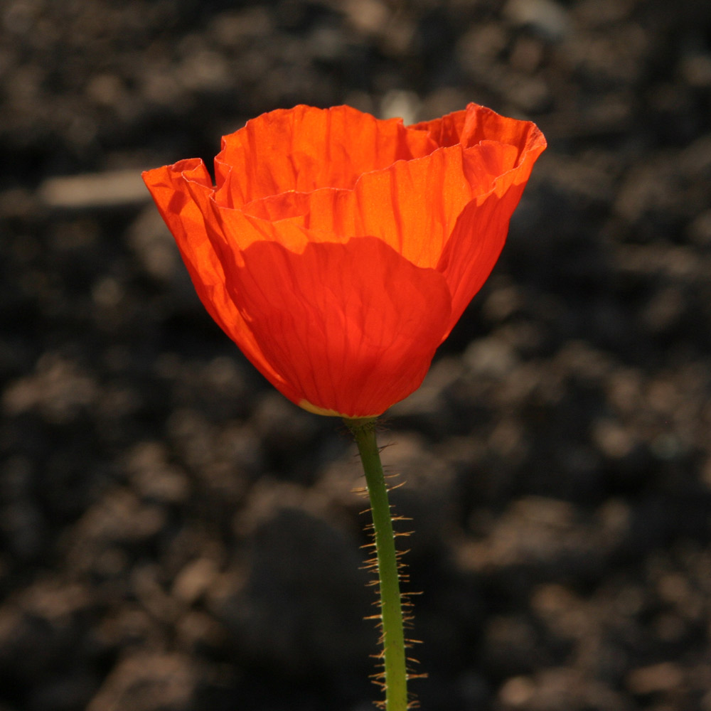 Mohn