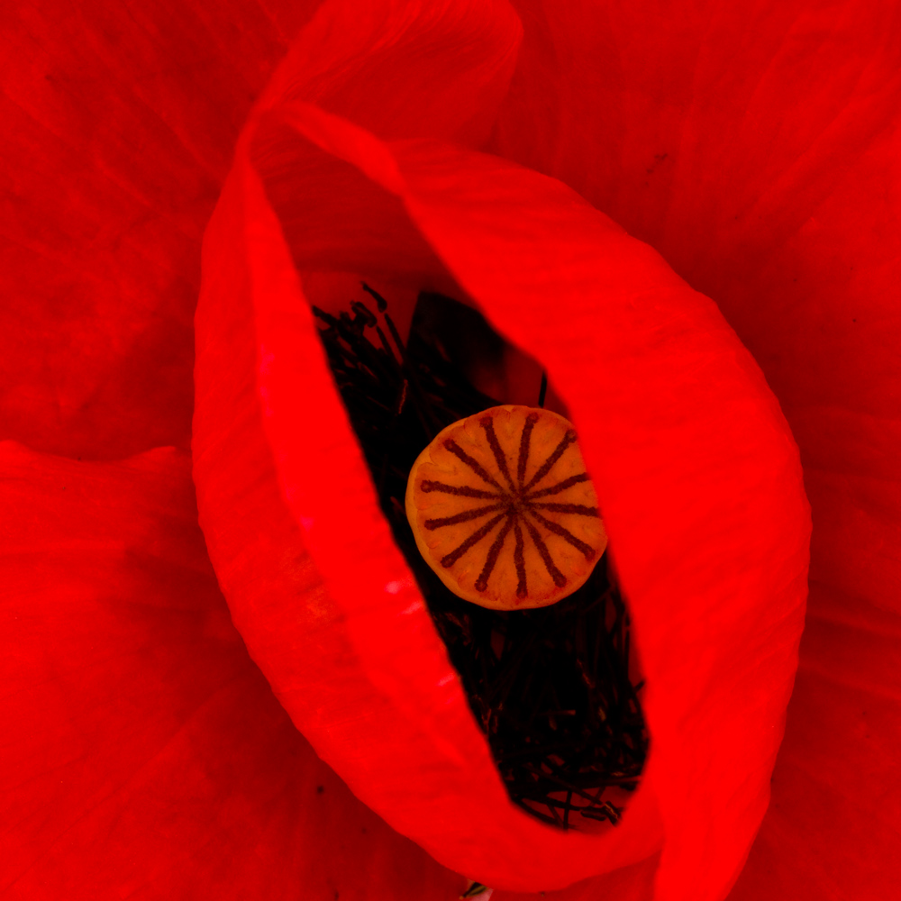 Mohn von Volker Rein