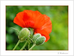 * Mohn *