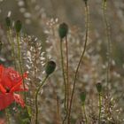 Mohn