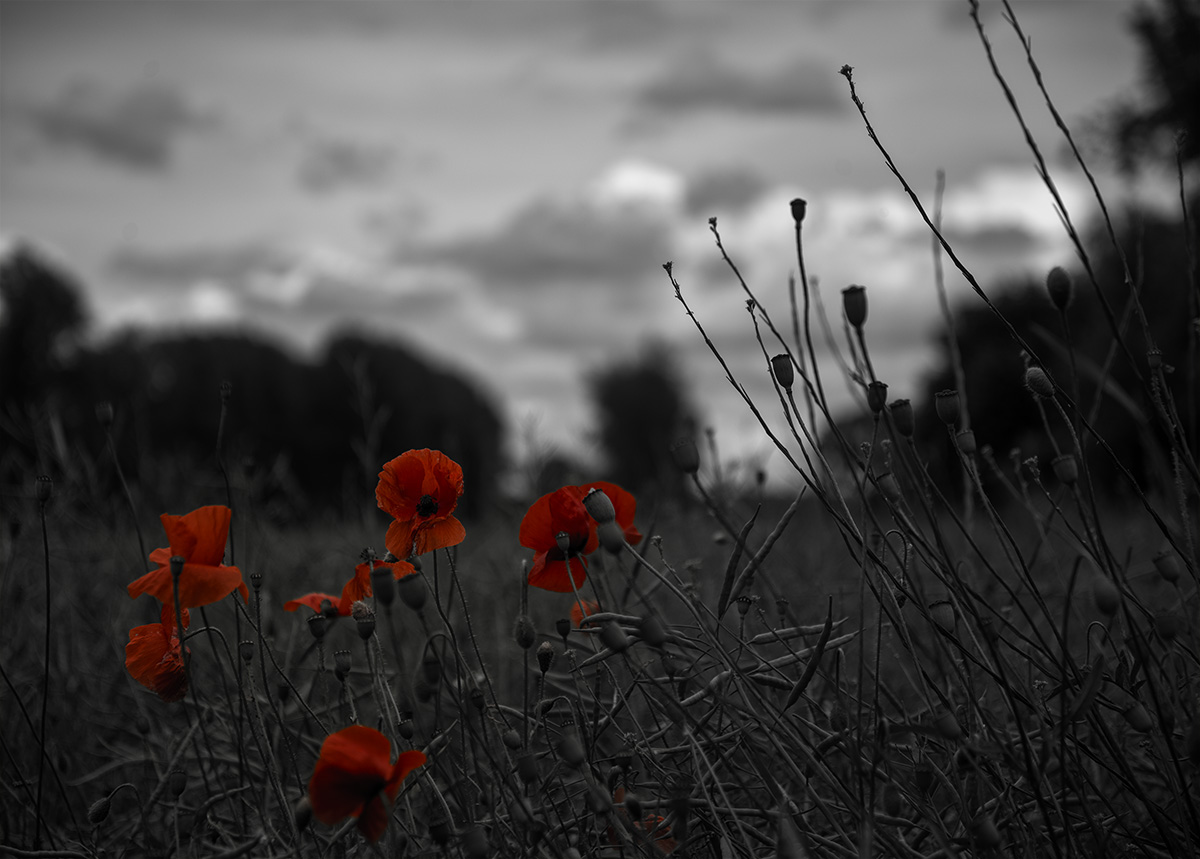 Mohn