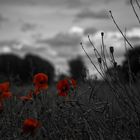 Mohn