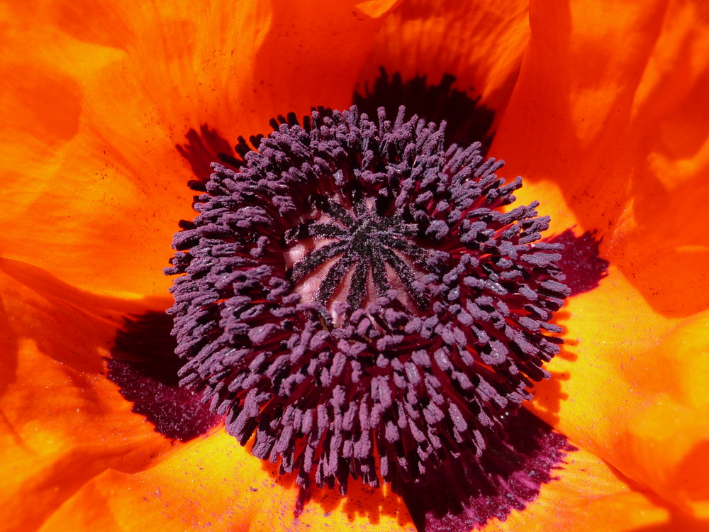 Mohn