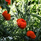 Mohn