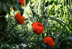 Mohn