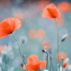 Mohn