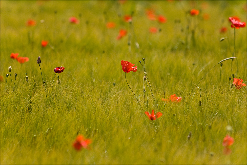 Mohn