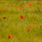 Mohn