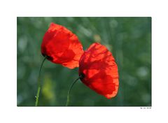 Mohn................