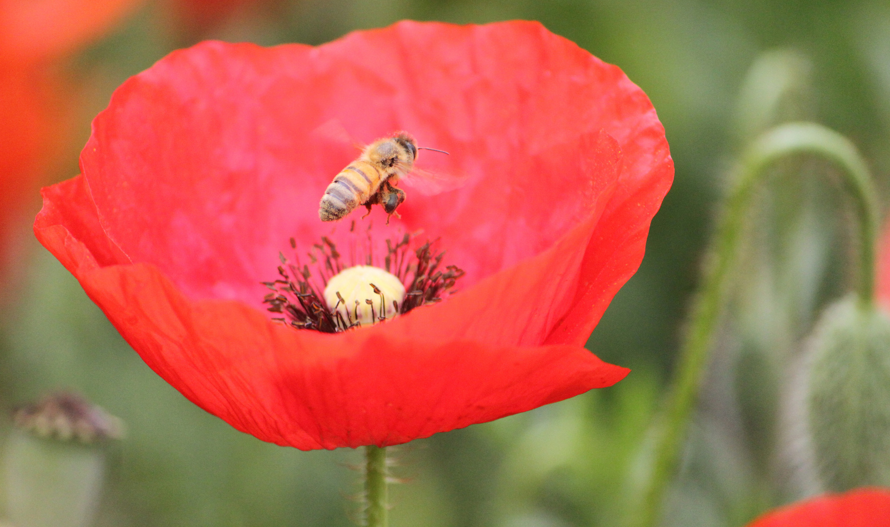 Mohn