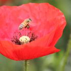 Mohn