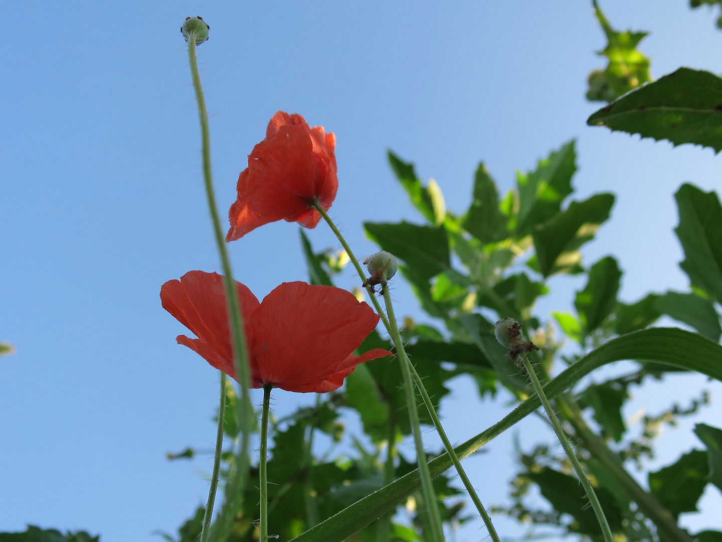 Mohn