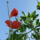 Mohn