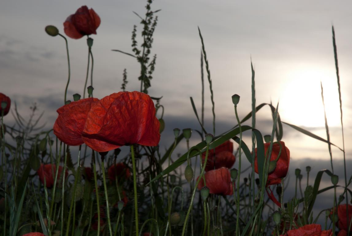 Mohn