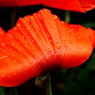 Mohn