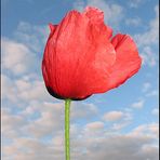 Mohn