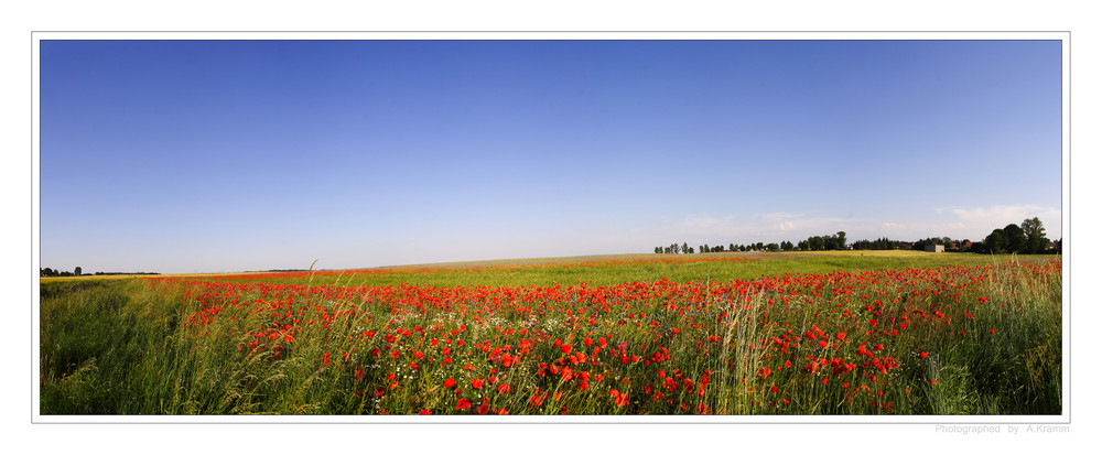 Mohn