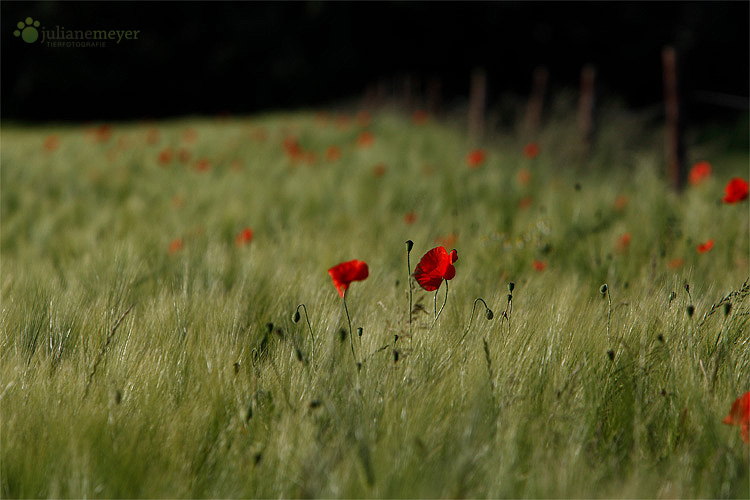 Mohn