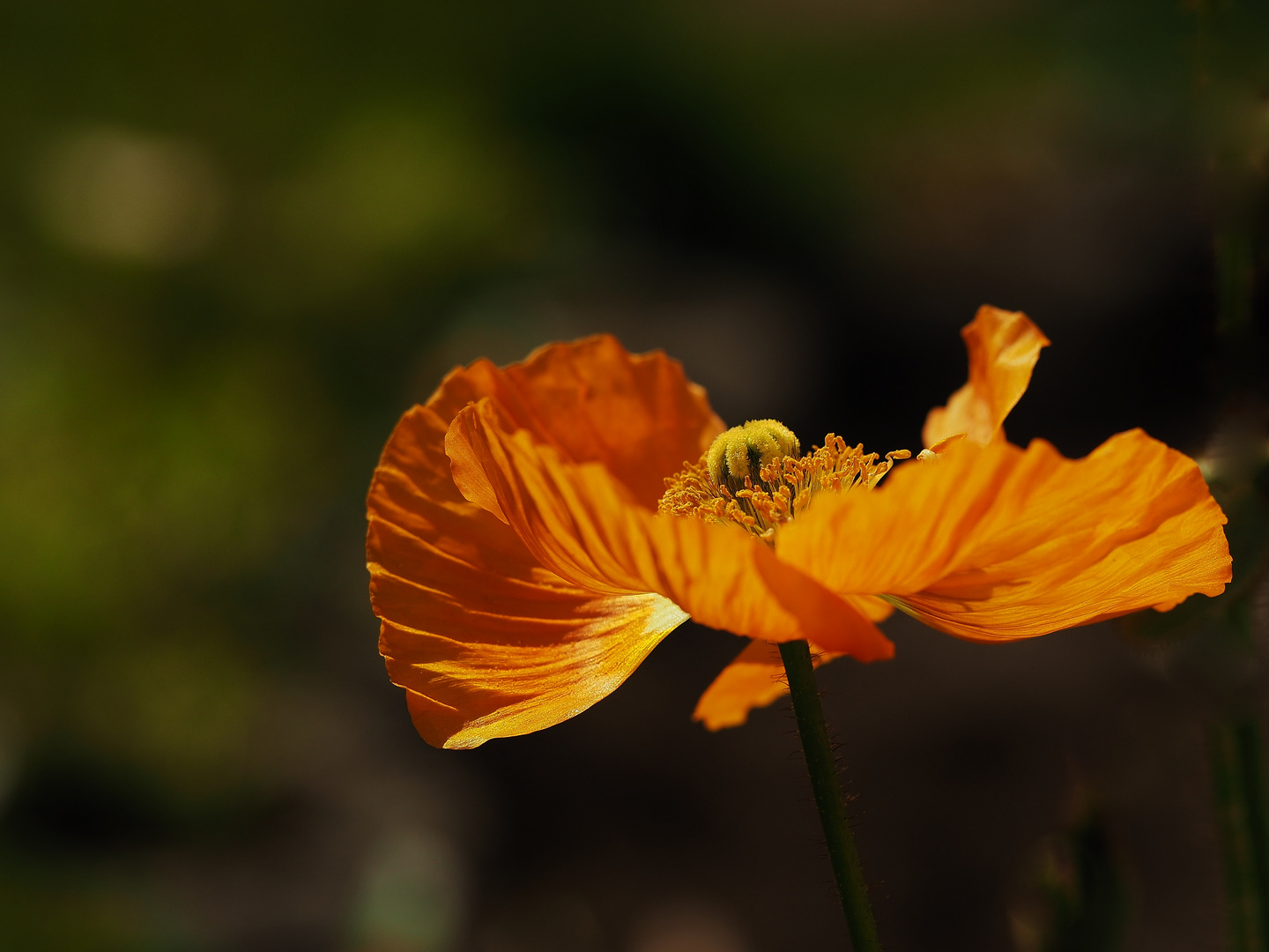 Mohn....