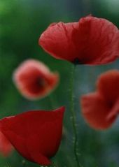 Mohn