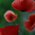 Mohn