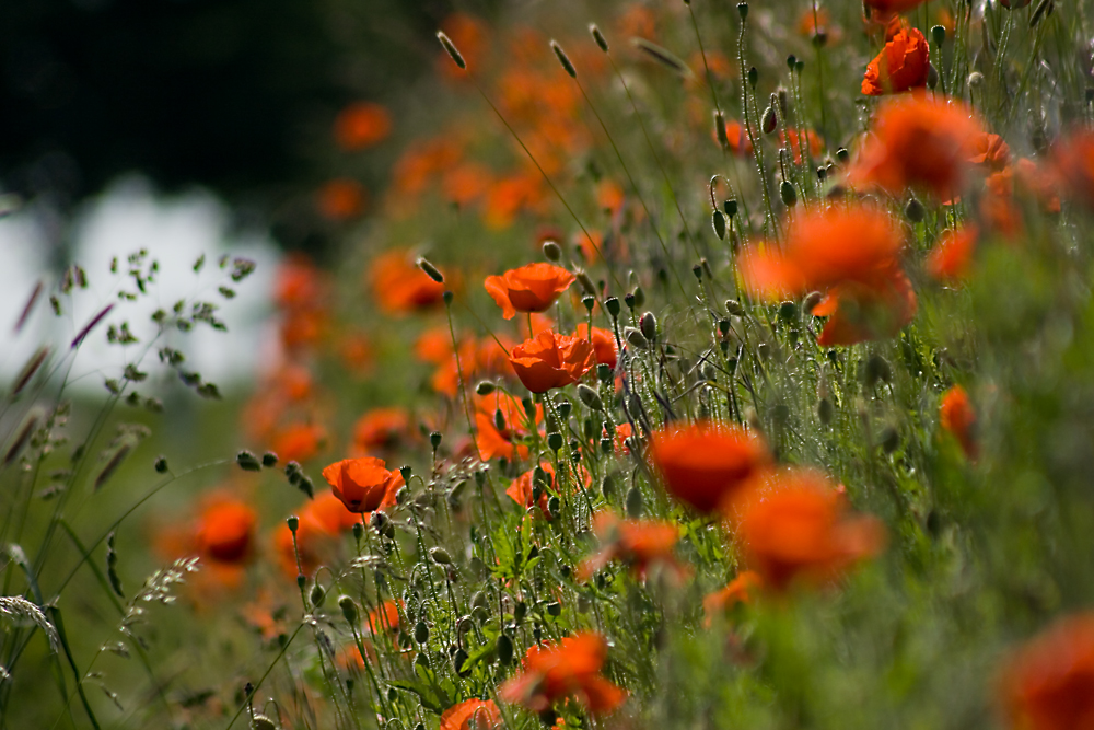 Mohn