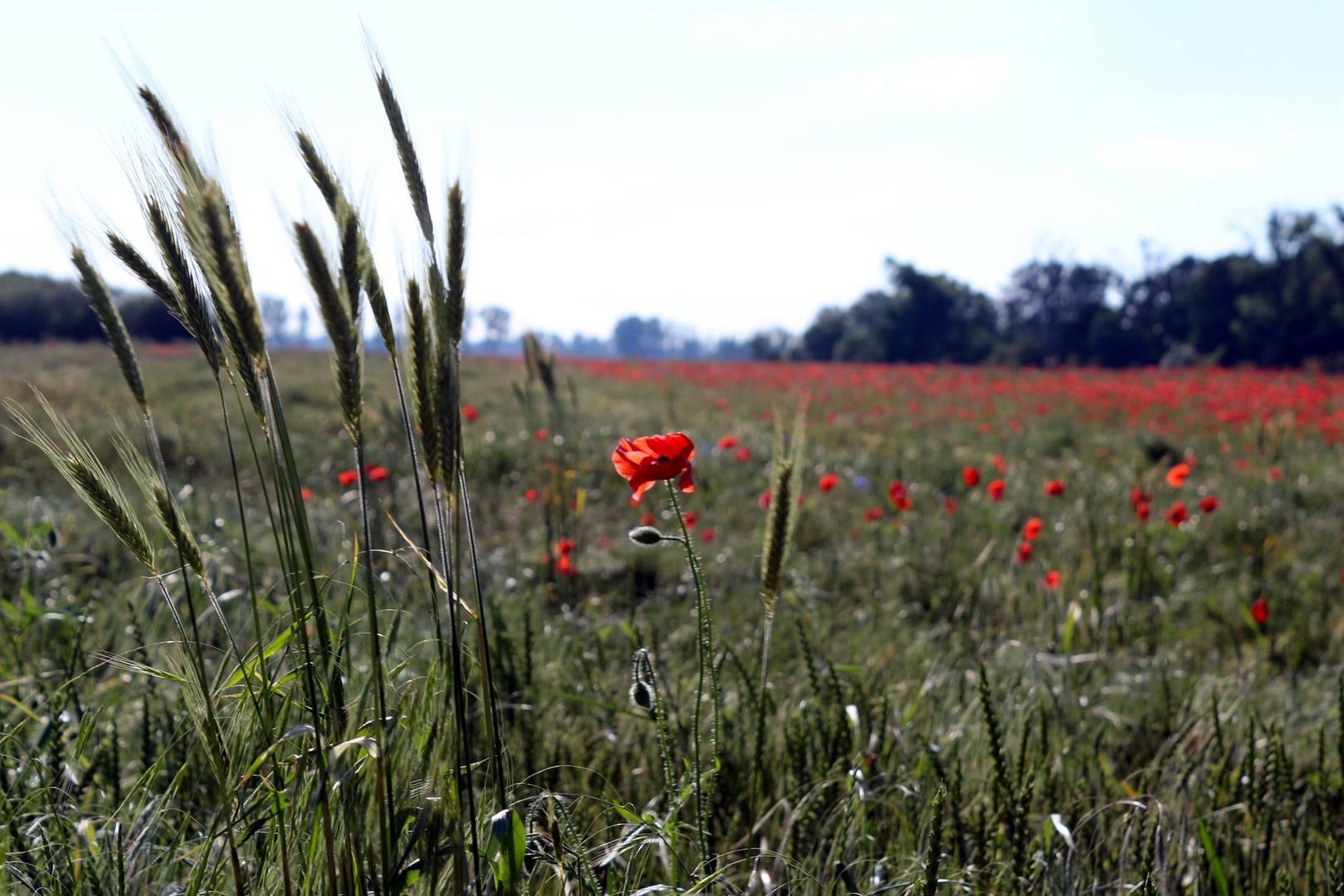 mohn