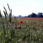 mohn