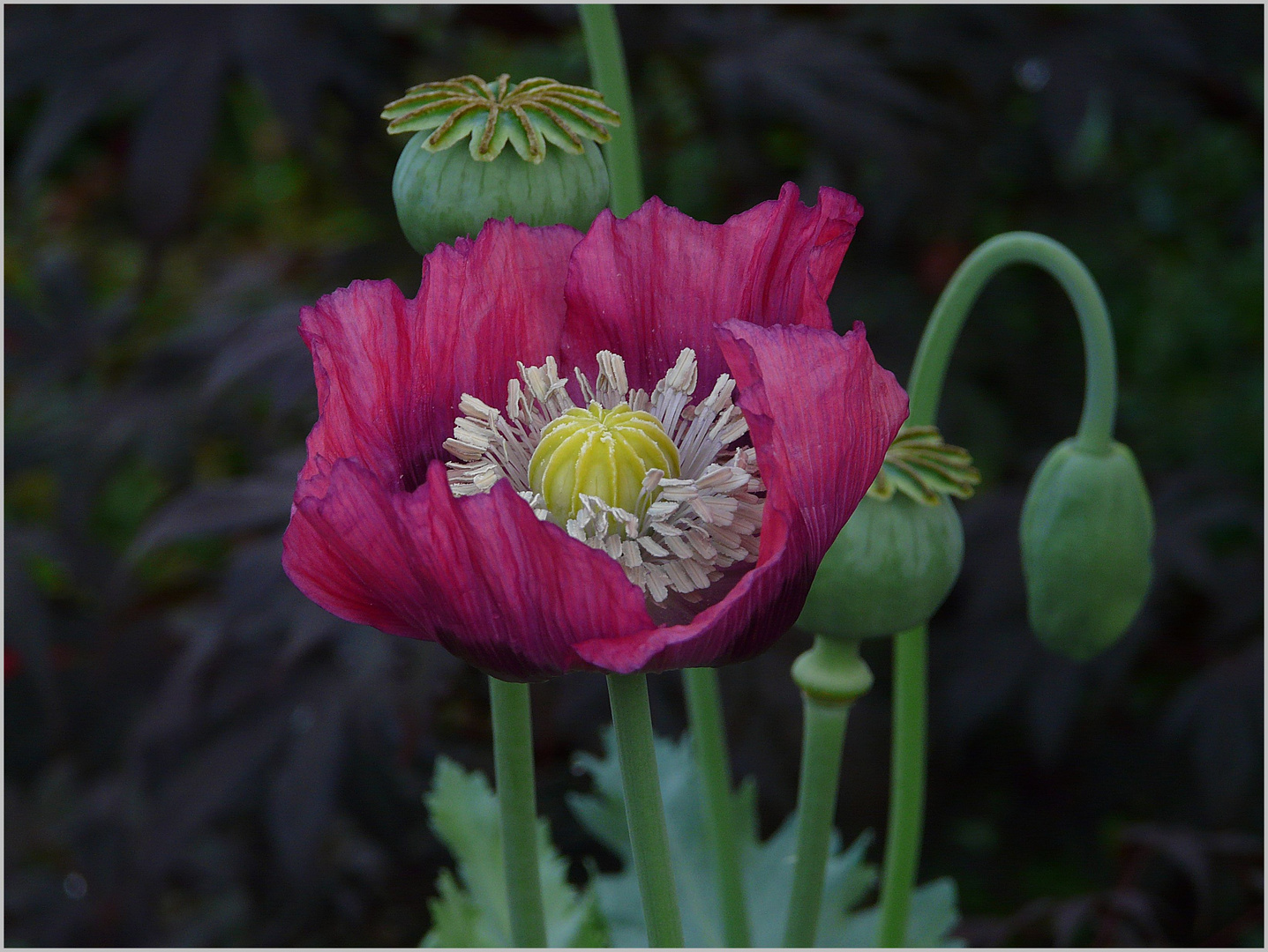 Mohn