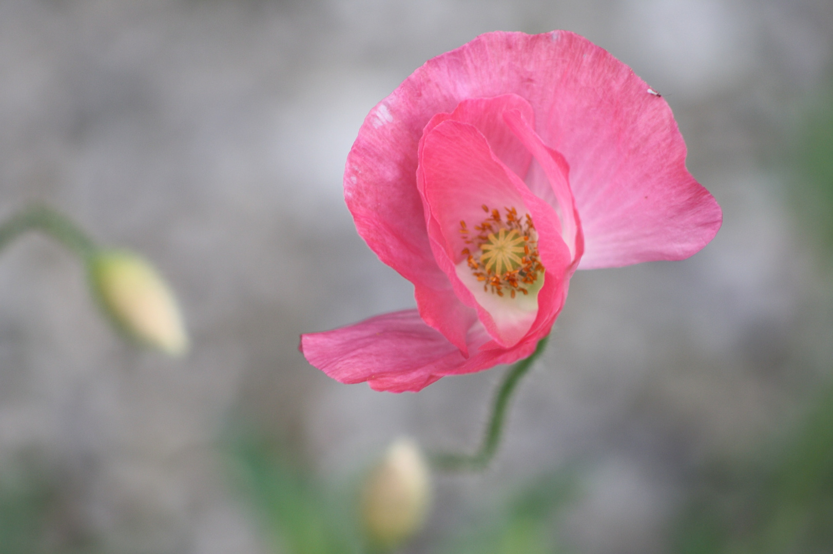 Mohn