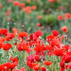 Mohn