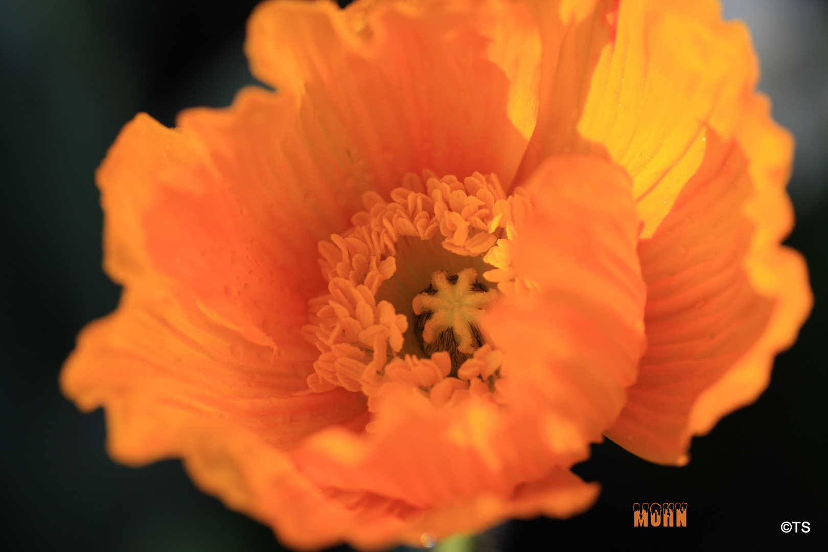 Mohn