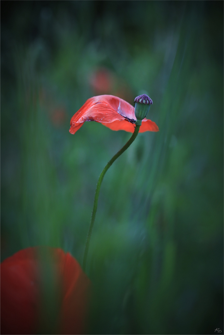 - mohn -