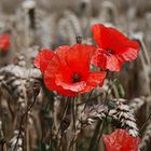 Mohn