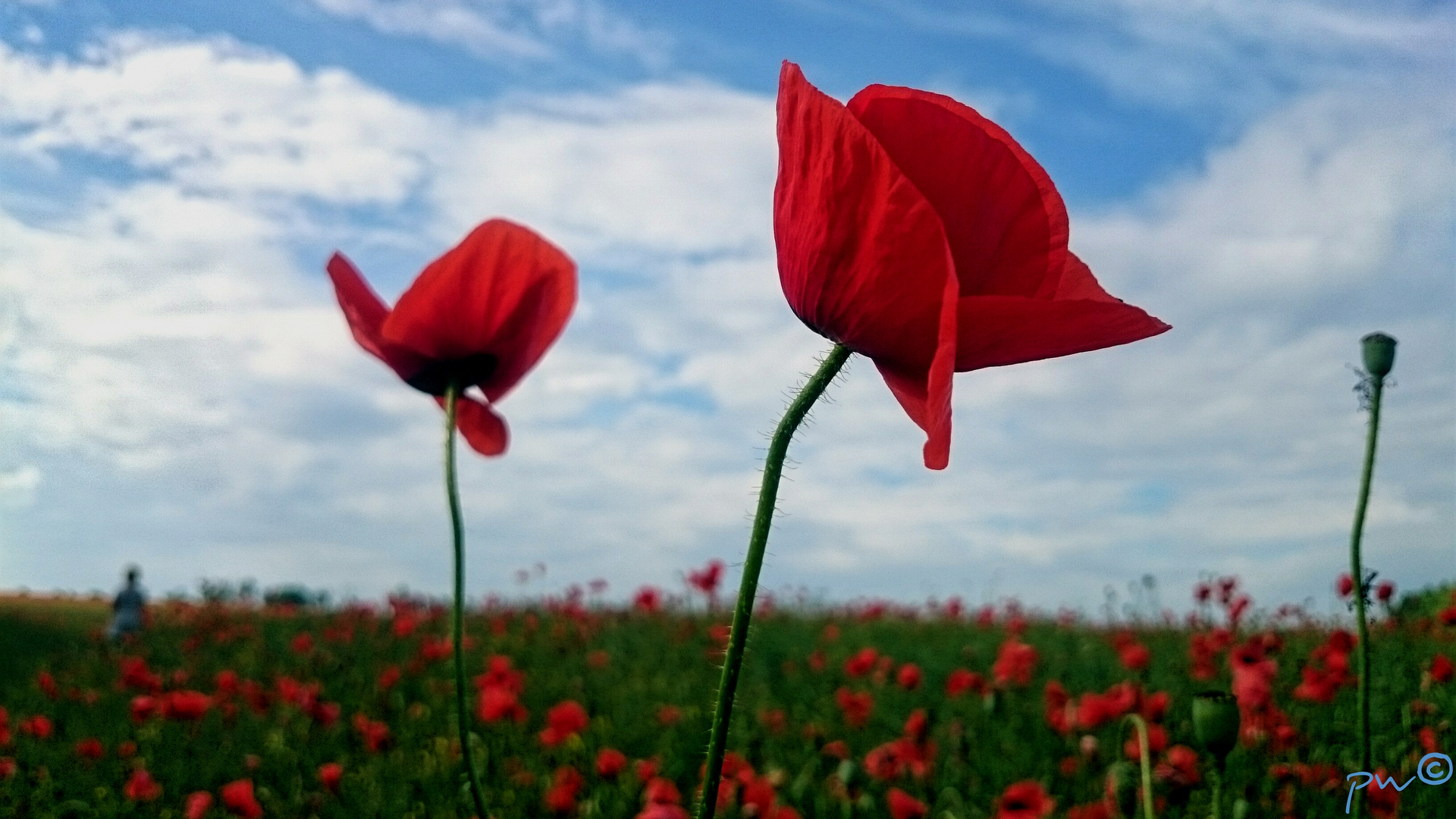 Mohn