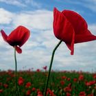 Mohn