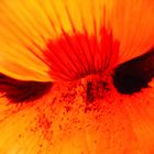 Mohn...