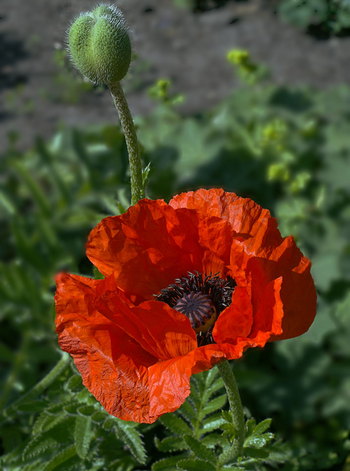 Mohn.