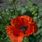 Mohn.