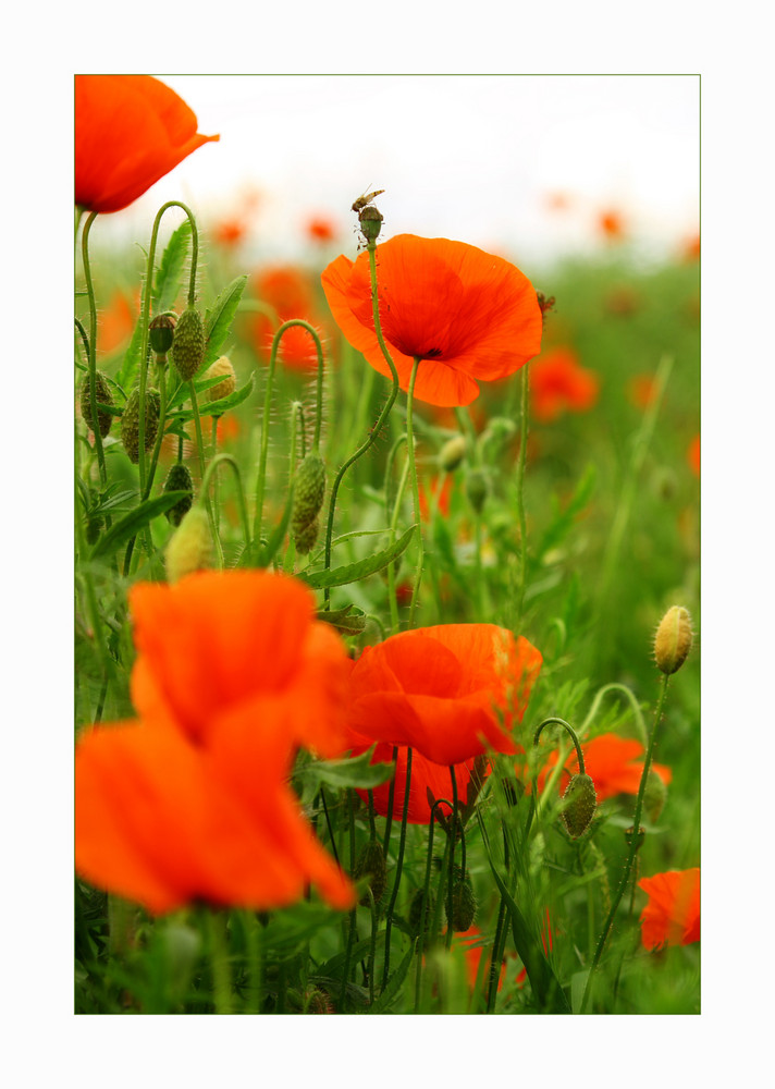 Mohn