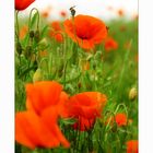 Mohn