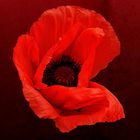 Mohn