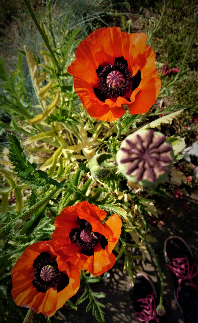 Mohn